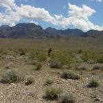 wild expanse of desert wilderness