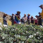 plant walk in the high desert of the Cuyama Valley with Jim Adams