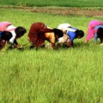 agriculture in India