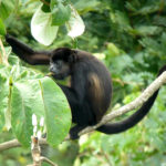 howler monkey, Central America