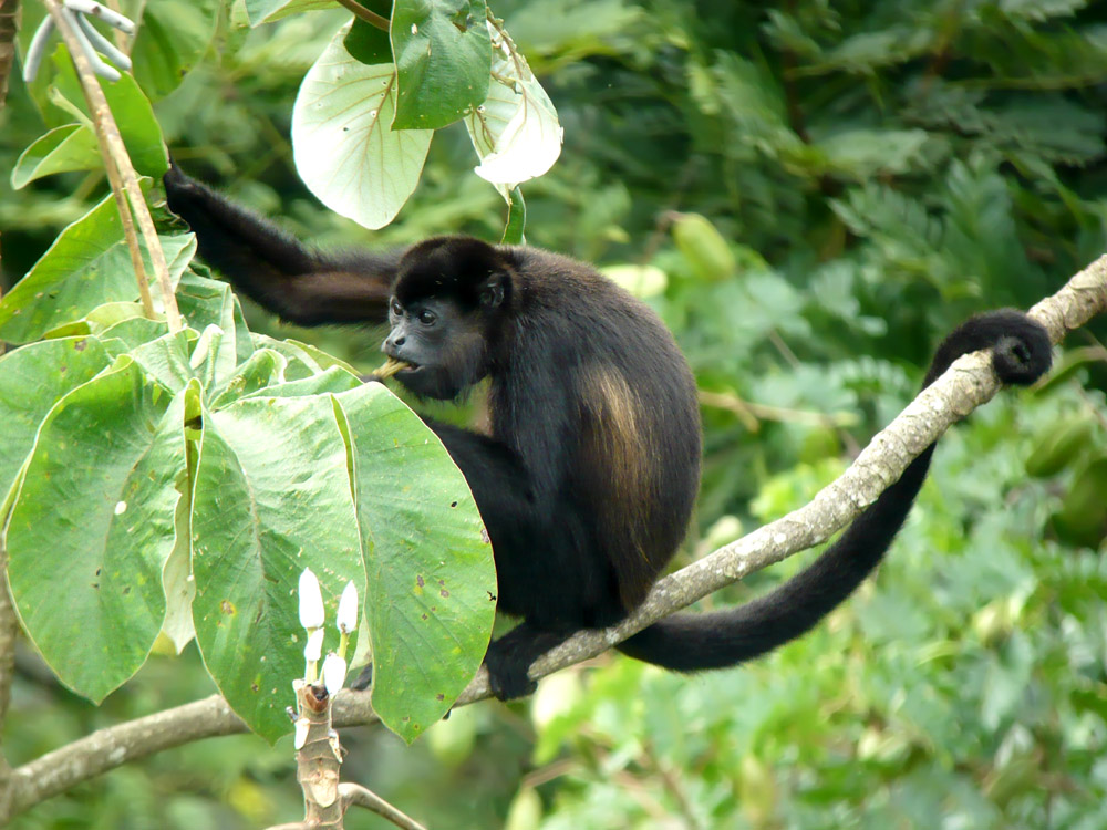 howler monkey, Central America