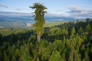 Humboldt California Redwoods