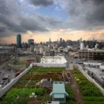 urban agriculture rooftop gardens