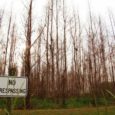 ArborGen, has applied to commercially sell hundreds of millions of freeze tolerant genetically engineered eucalyptus trees annually for vast plantations across Texas, Florida, Georgia, Alabama, Louisiana, Mississippi and South Carolina.