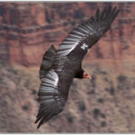 Condor Recovery Program