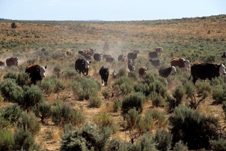 grazing in desert