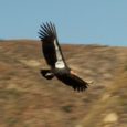 The California Condor Recovery Program has defied the odds to rescue from oblivion the last of the prehistorics and icon of Native Californian cosmology. Threats such as lead ammunition, microtrash, and sprawling land development threaten these impressive gains of an endangered species. The film "The Condor's Shadow" documents this struggle.