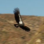 California Condor, documentary