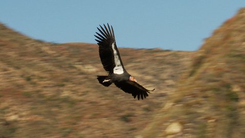 California Condor, documentary
