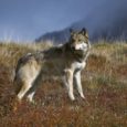 Western environmental groups oppose the anti-scientific "political" Endangered Species delisting of gray wolves across the U.S. by Fish and Wildlife Service. Reduced wolf numbers will reduce positive ecological effects of these top predators and permit barbaric hunting methods. 