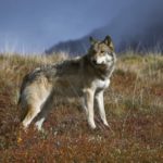 wolf wars, endangered species act