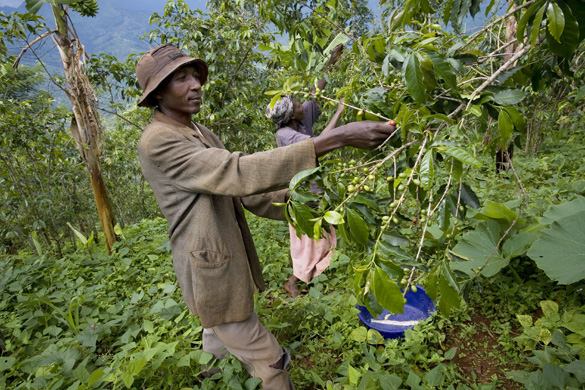 coffee fair trade uganda