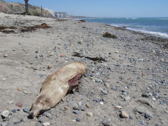 San Onofre Nuclear Radiation at fault for sea lion deaths