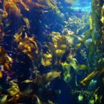 marine ecosystem, kelp, seaweed, biofuels, ethanol