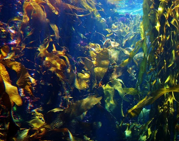 marine ecosystem, kelp, seaweed, biofuels, ethanol