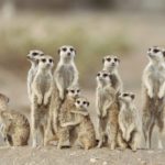 wildlife, South Africa, deserts