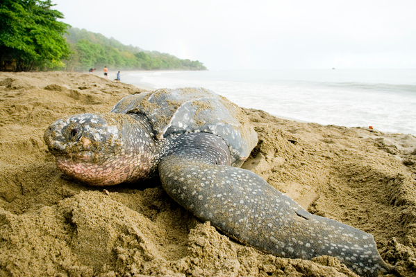 A leatherback turtle (Dermochelys coriacea) camouflages her nest on a Caribbean beach in Trinidad, Costa Rica. Photo By Rod Mast.