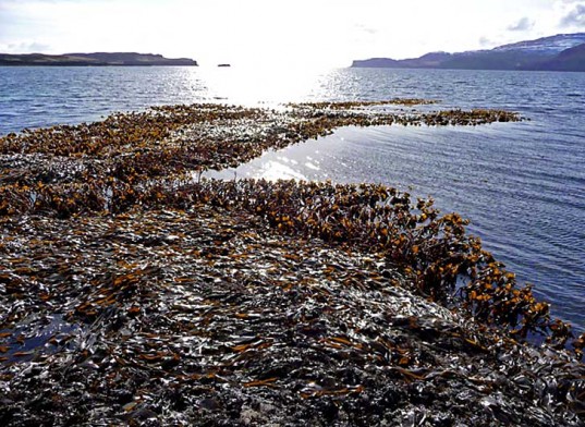 ocean, marine ecosystem, kelp