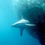 Captain Paul Watson, sharks, conservation, Pacific Ocean