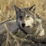 wolves, endangered species act, wildlife