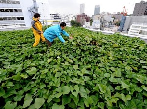 green roof, agricultural urbanism, urabn farming