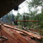 illegal logging, asian rosewood, Thailand