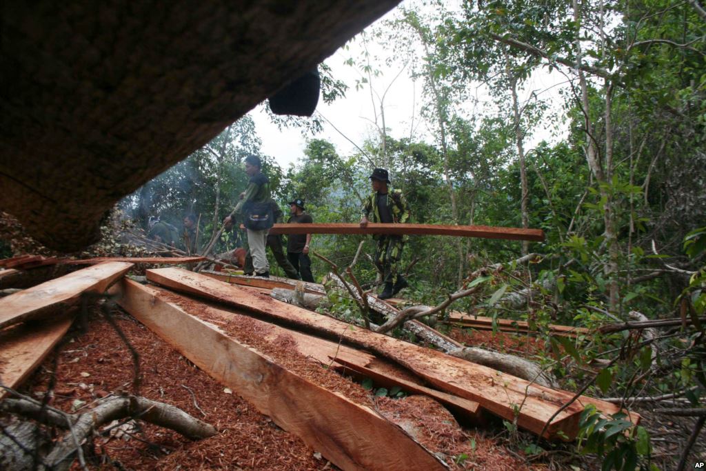 illegal logging, asian rosewood, Thailand