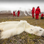 polar bear, climate change, global warming