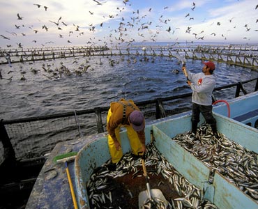 seafood, aquaculture, oceans, sustainability