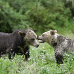 Coastal First Nations, Canada, British Columbia, conservation