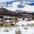 Hear the Buffalo is a heartfelt plea to preserve the last wild bison roaming Yellowstone National Park, their significance in Native American culture, and the ongoing injustices they experience by attempts to manage populations outside the park in Montana.