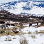 Yellowstone Bison, American buffalo, wildlife