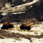 buffalo wild in Yellowstone National Park