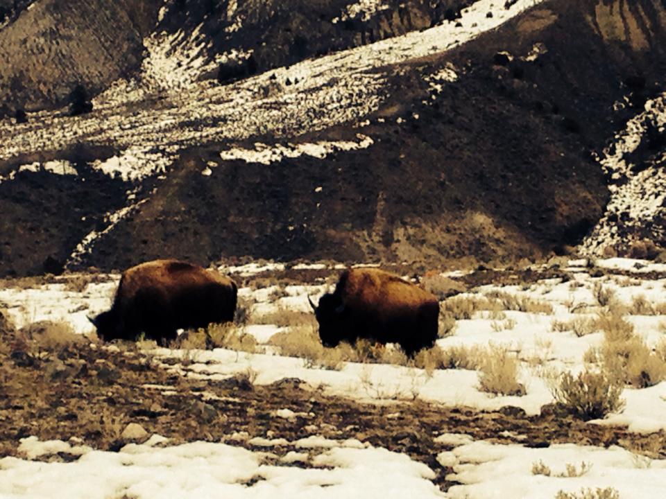 buffalo wild in Yellowstone National Park