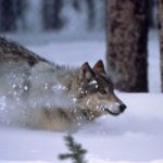 wolf, Yellowstone National Park, Northern Shoshone