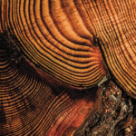 tree rings, dendrochronology