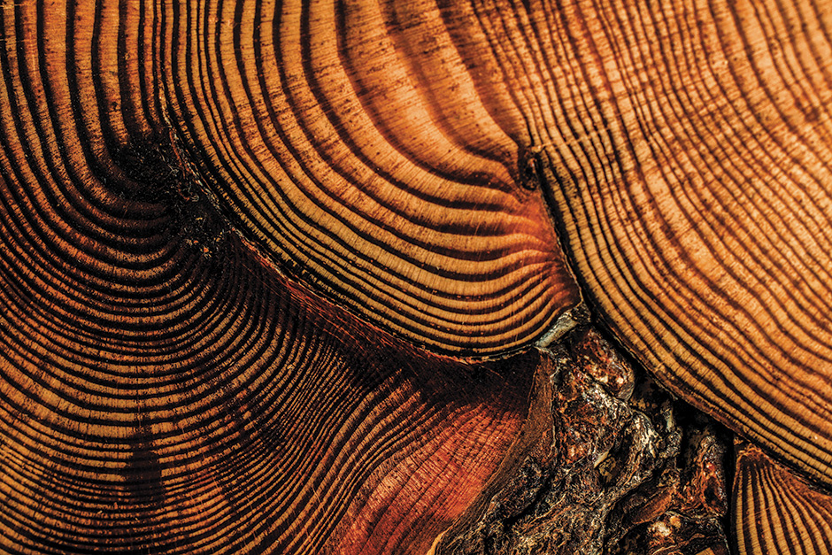 tree rings, dendrochronology