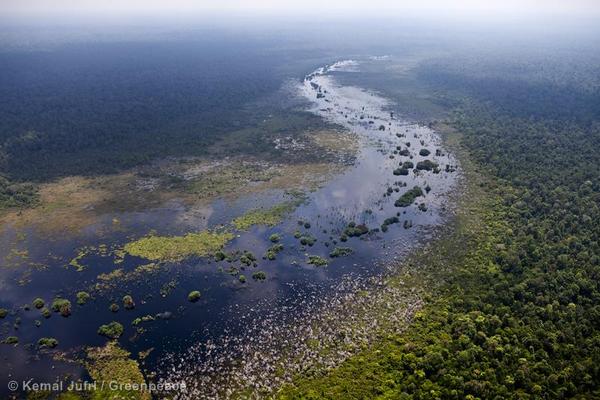 Indonesia, deforestation, peat swamp