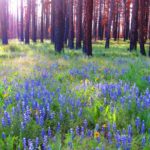 Rim Fire, Yosemite, post-fire ecosystem