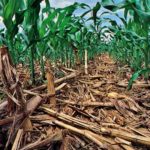 sustainable agriculture, carbon sequestration