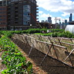 urban agriculture, sustainability