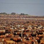 industrial agriculture, cowspiracy