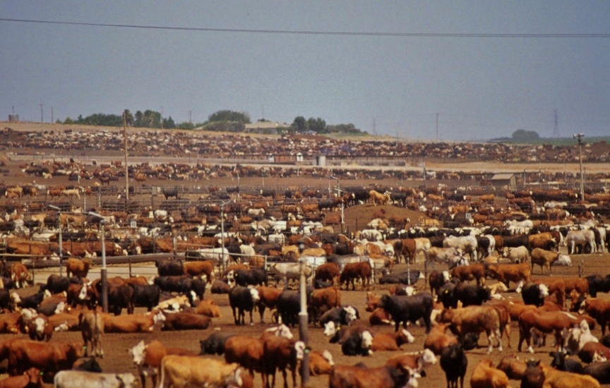 industrial agriculture, cowspiracy