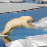 polar bears, climate change, ocean warming