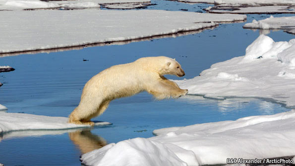 polar bears, climate change, ocean warming