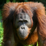 Borneo, orangutan, Indonesia, Palm oil