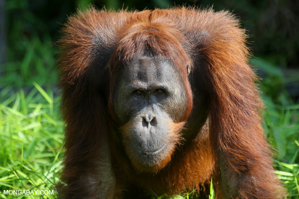 Borneo, orangutan, Indonesia, Palm oil
