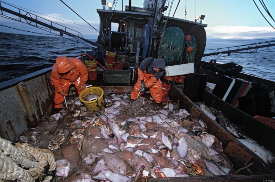 Disappearing Cod: Long-term Ban Necessary