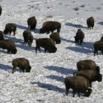 bison, Yellowstone National Park, Montana wildlife politics