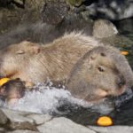 capybara, Vitamin C, Amazon rainforest